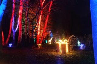 Christmas Garden w zoo w Chorzowie jest zachwycający