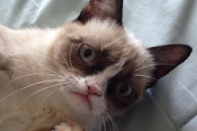 Grumpy Cat nie żyje - słynny kot miał miliony followersów