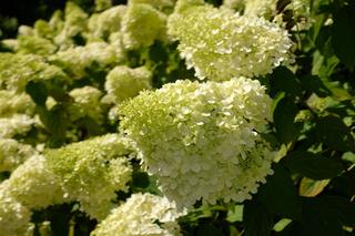 Hortensja bukietowa 'Limelight'