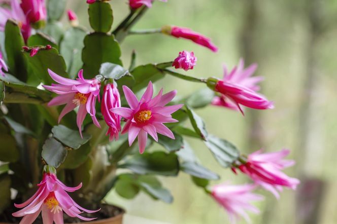 Kaktus wielkanocny, Rhipsalidopsis gaertneri