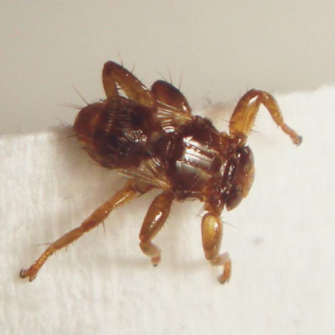 Latające kleszcze. Jak wygląda strzyżak sarni? Ukąszenie insekta jest nieprzyjemne i groźne dla ludzi