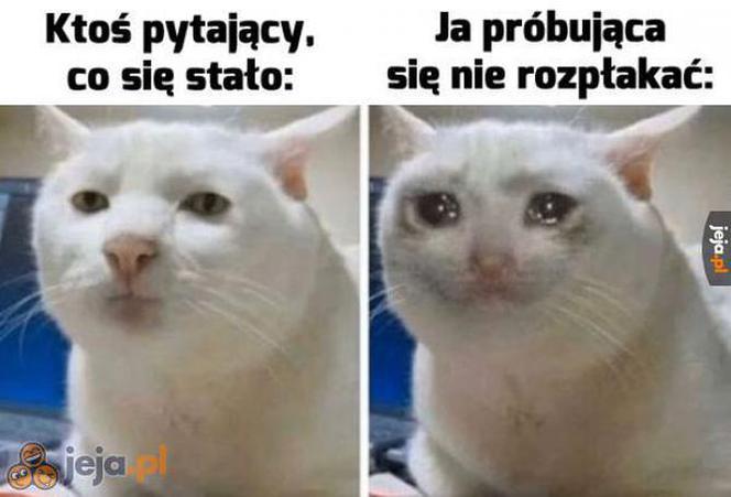 Dzień Kota 2020