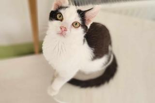 Kot Zipper w COZ w Grudziądzu