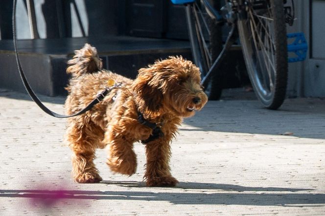 Anna Mucha ma w nosie zakazy