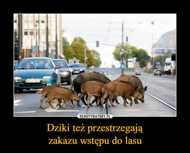 Najlepsze memy o Olsztynie. Z tego śmieją się internauci