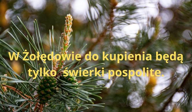 Najtańsze choinki w Bydgoszczy i okolicach. Tu dostaniesz ładnego świerka już za 28 zł