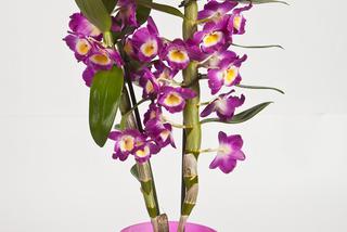 Storczyk Dendrobium - Dendrobium