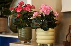 Begonia zimowa