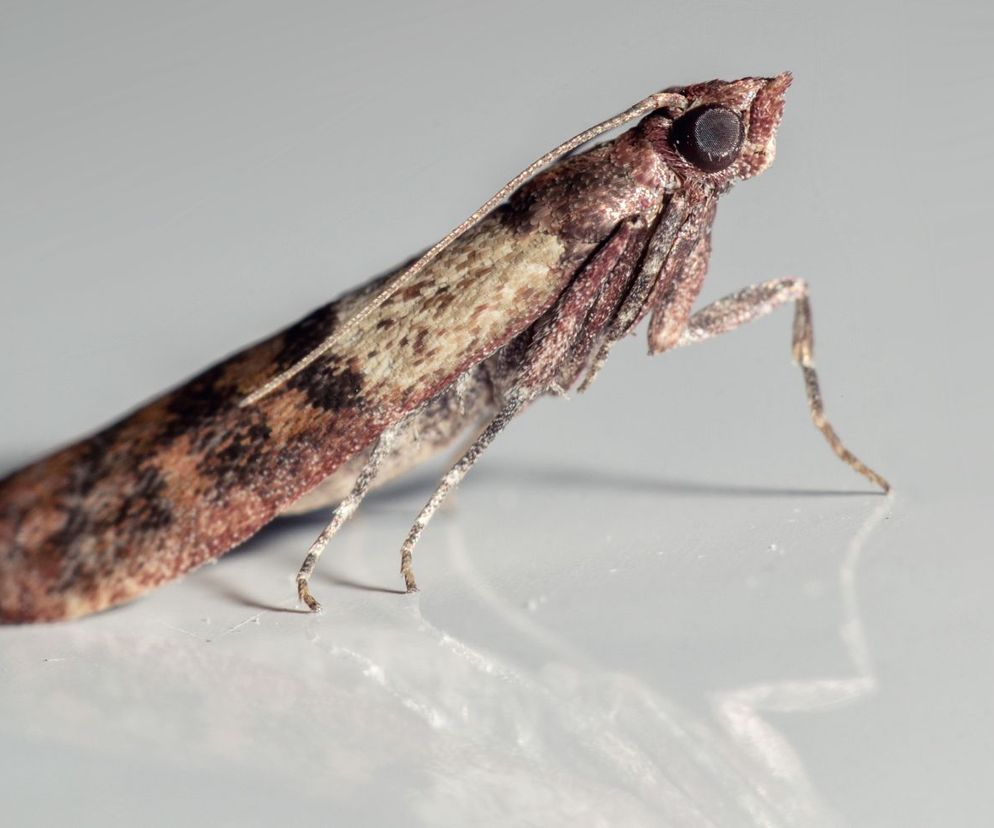 Omacnica spichrzanka mole spożywcze