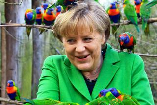 Merkel obsiadły papugi