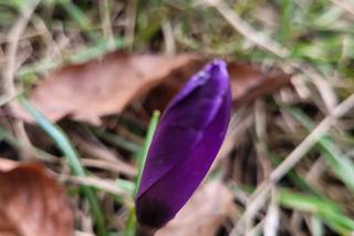 Krokusy pojawił się na Bulwarach Wiślanych w Krakowie
