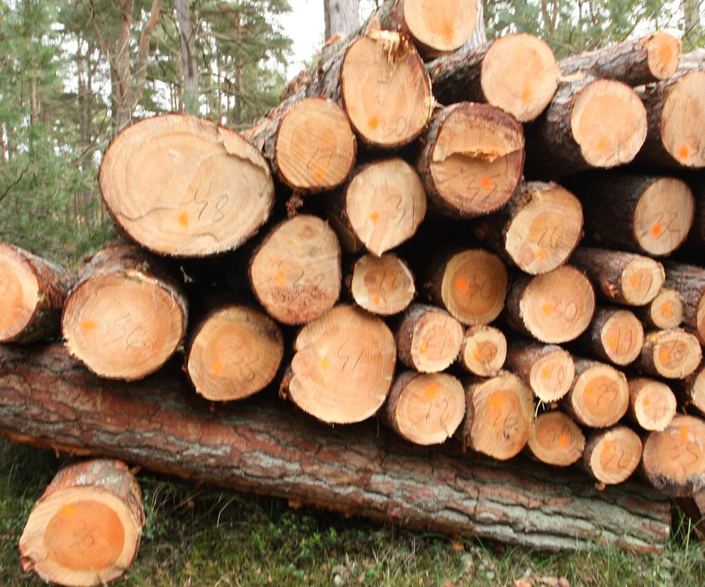 Wycinka drzew na trasie Lubiatowo-Słajszewo. Wycinane są sosny