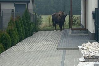 Żubr odwiedził Tulce pod Poznaniem