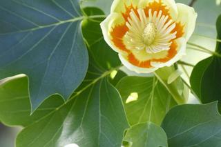 Tulipanowiec amerykański