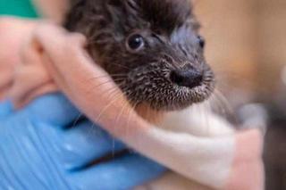 Wydra Wika zgubiła mamę