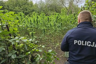 Prawie 40 kilogramów narkotyków i dwie duże plantacje. Dwaj zatrzymani w Starachowicach i gminie Brody