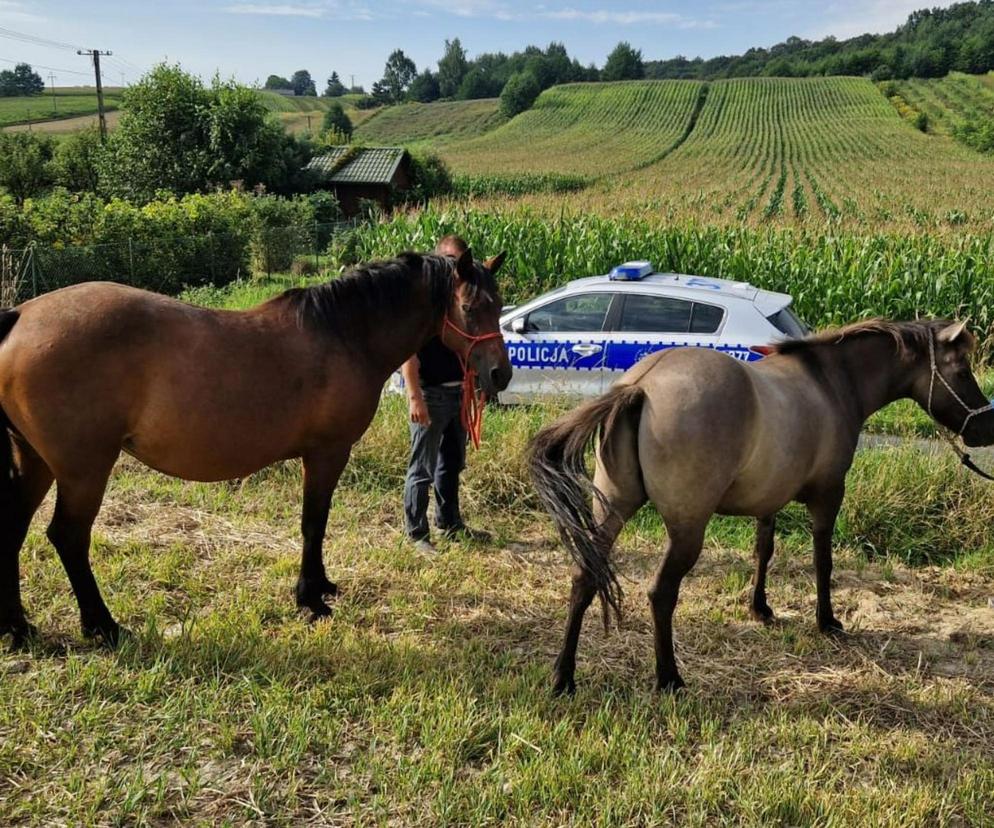 Lubelskie: Policjanci zostali zaalarmowani, że pędzą konie po betonie. Trzeba było łapać uciekinierów