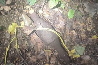 Pociski i granaty zamiast grzybów. Saperzy interweniowali podczas grzybobrania