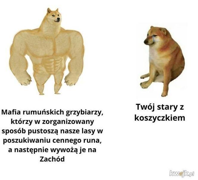 Nóż się w kieszeni otwiera i Janusz i szykuje się na grzyby! MEMY o grzybobraniu [GALERIA]
