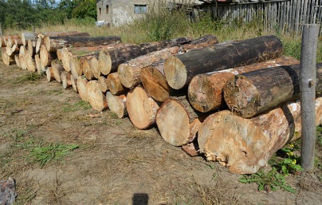Złodzieje drewna wpadli w Kujawsko-Pomorskiem. Ładowali opał do seicento