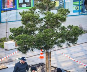 Centrum Sosnowca ma nową sosnę. To symbol miasta