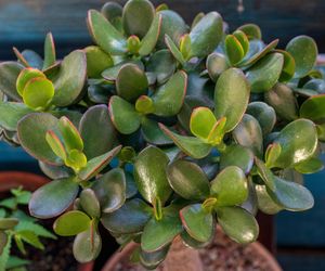 Dzięki temu grubosz w kilka dni wypuści dziesiątki nowych liści. Drzewko szczęścia szybko się zagęści i będzie rosło jak szalone. Zasady pielęgnacji grubosza