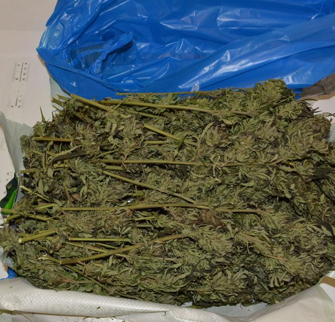 Policjanci zabezpieczyli prawie 1,5 kilograma marihuany 