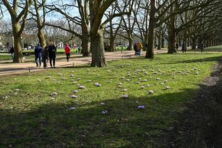 Krokusy w Szczecinie Wiosna 2024