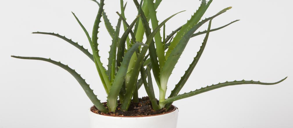 Aloes