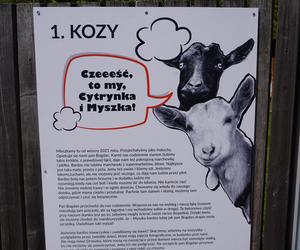 DK Służew