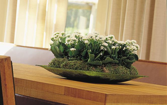 Kalanchoe Blossfelda
