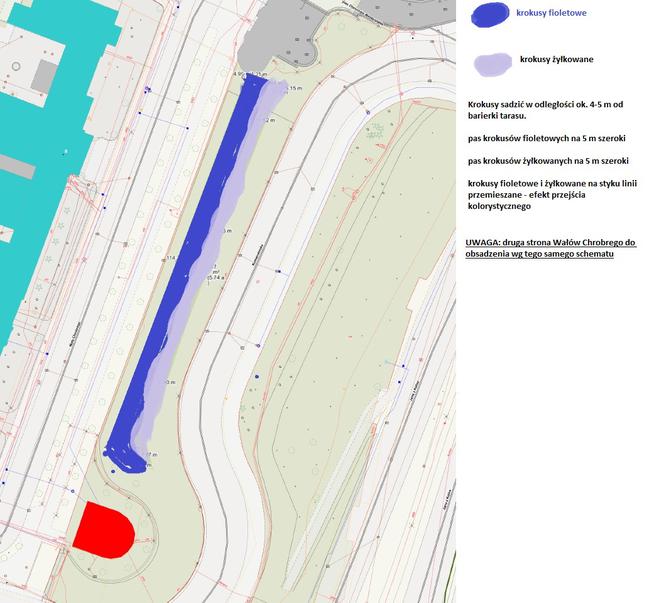 Schemat kolorystyczny nasadzeń krokusów na Wałach Chrobrego