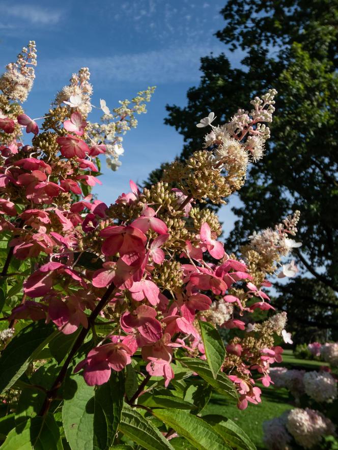 Hortensja bukietowa 'Pinky Winky'