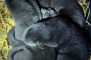 Akwarium z Long Island szuka imion dla tych maluchów