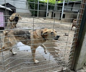 Konińskie schronisko dla zwierząt w ciężkiej sytuacji po ostatnich ulewach