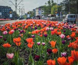 Warszawa utonęła w kolorowych tulipanach