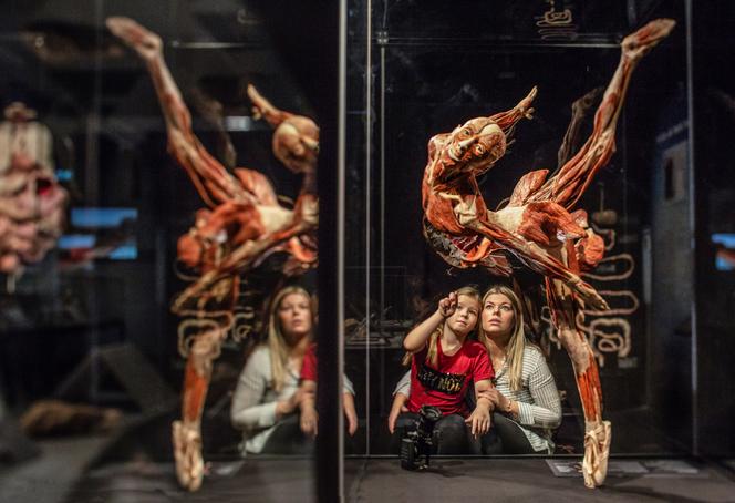 Poznaj sekrety ludzkiego ciała. Wystawa BODY WORLDS zagości w Szczecinie!