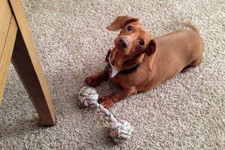 Dennis prawie zmarł z przekarmienia. Jamnik ważył 25 kg! Jak wygląda po intensywnej diecie?