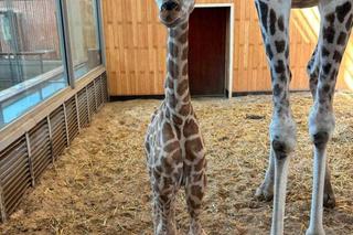 Nowy mieszkaniec ZOO w Warszawie