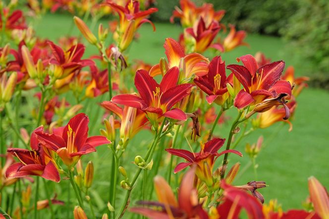 Liliowce 