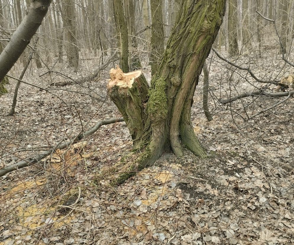 Dewastacja na terenie Doliny Lipinki w Świętochłowicach. Wycinają drzewa, niszczą tablice