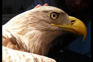 Uratowali zatrutego orła