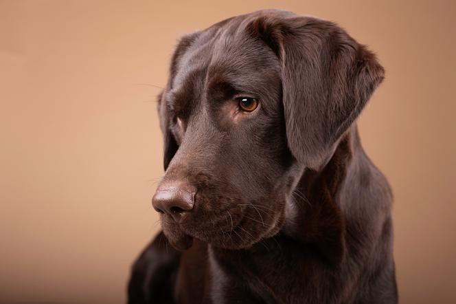 Labrador 