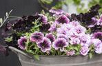 Petunia