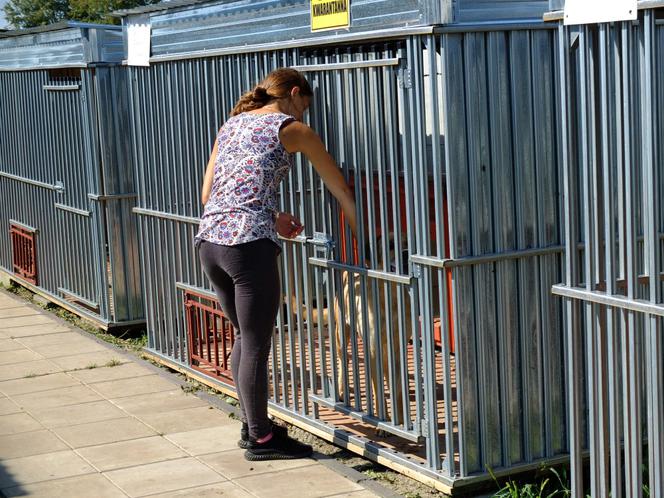 Trąba powietrzna przeszła przez schronisko dla psów. Psiakom na szczęście nic się nie stało, straty materialne są niestety duże