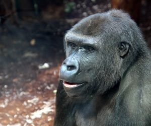 Nowe mieszkanki w warszawskim ZOO. „To dwie cudowne damy”. Przyjechały do stolicy ze Szwajcarii