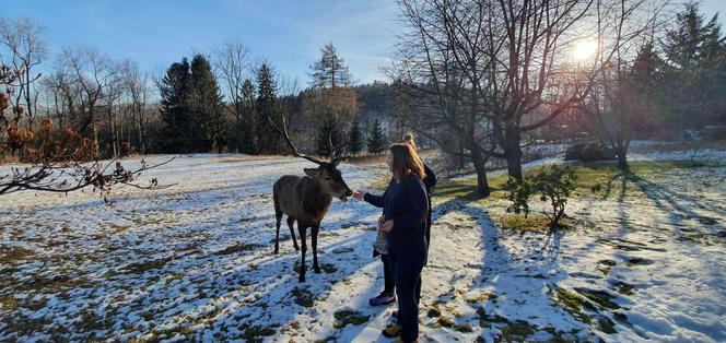 Szok w Szklarskiej Porębie. Ktoś zastrzelił jelenia na prywatnej posesji, był atrakcją miasta