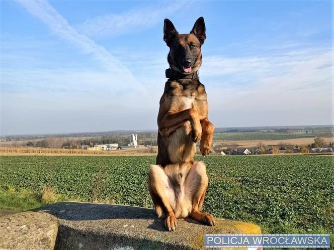 Policyjny pies Rambo odnalazł 10-letnią dziewczynkę