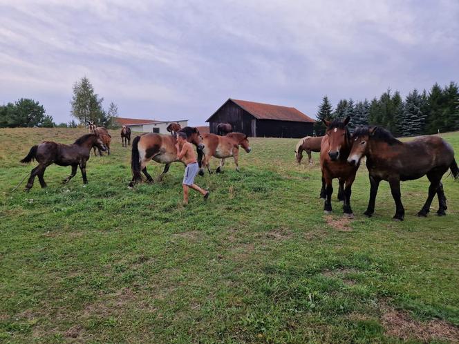 Nietypowe interwencje służb. Strażacy-ochotnicy uratowali stado koni, a strażnicy miejscy sarenki