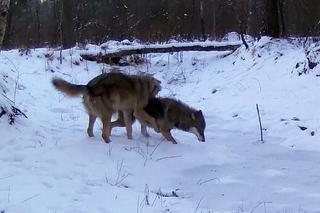 Wilki bawią się beztrosko w lesie pod Częstochową